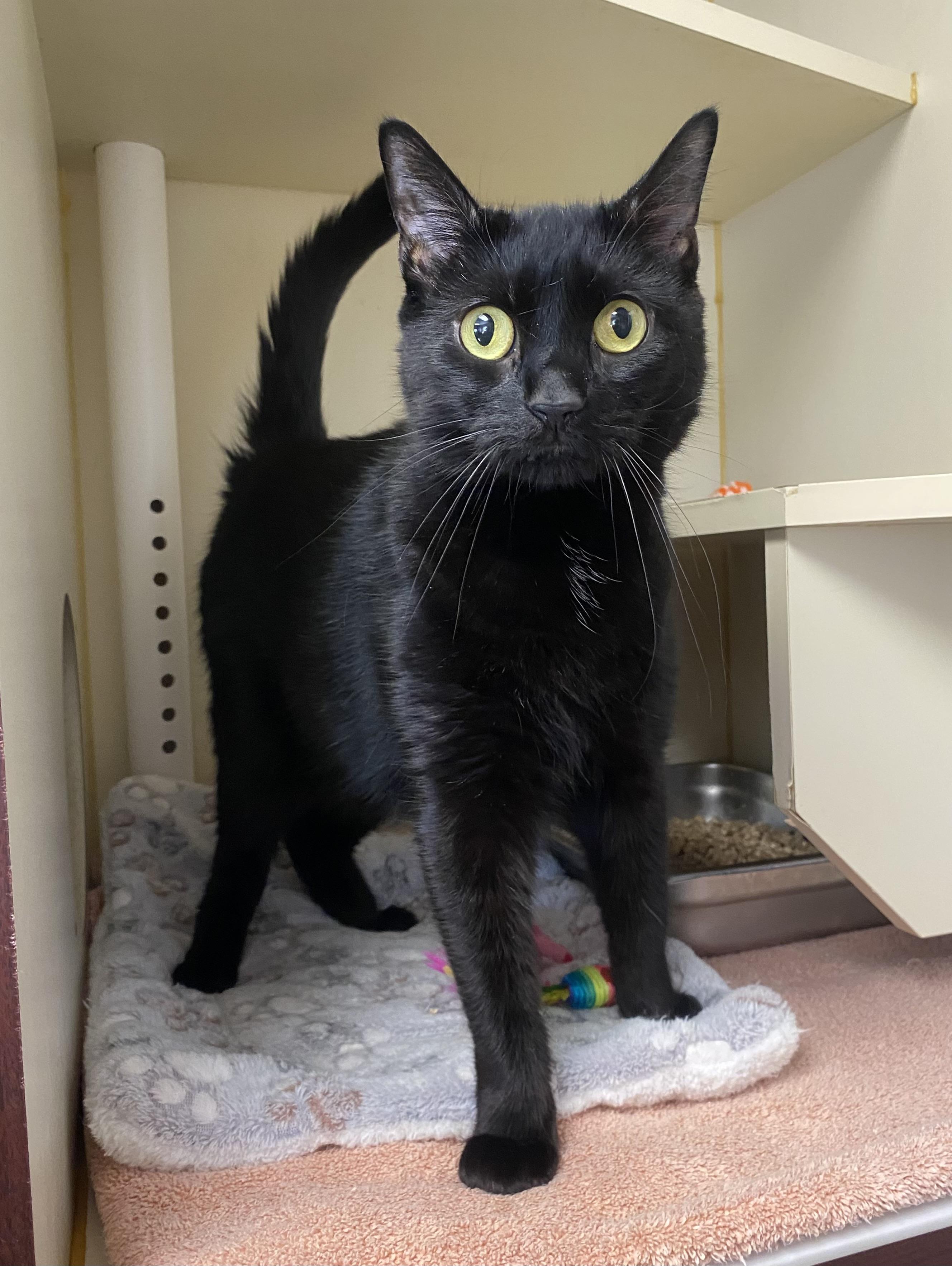 Murphy, a Adoptable Domestic Short Hair image 3/3