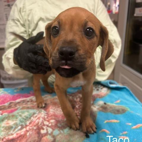 Taco, Adoptable, Puppy Male Mixed Breed.