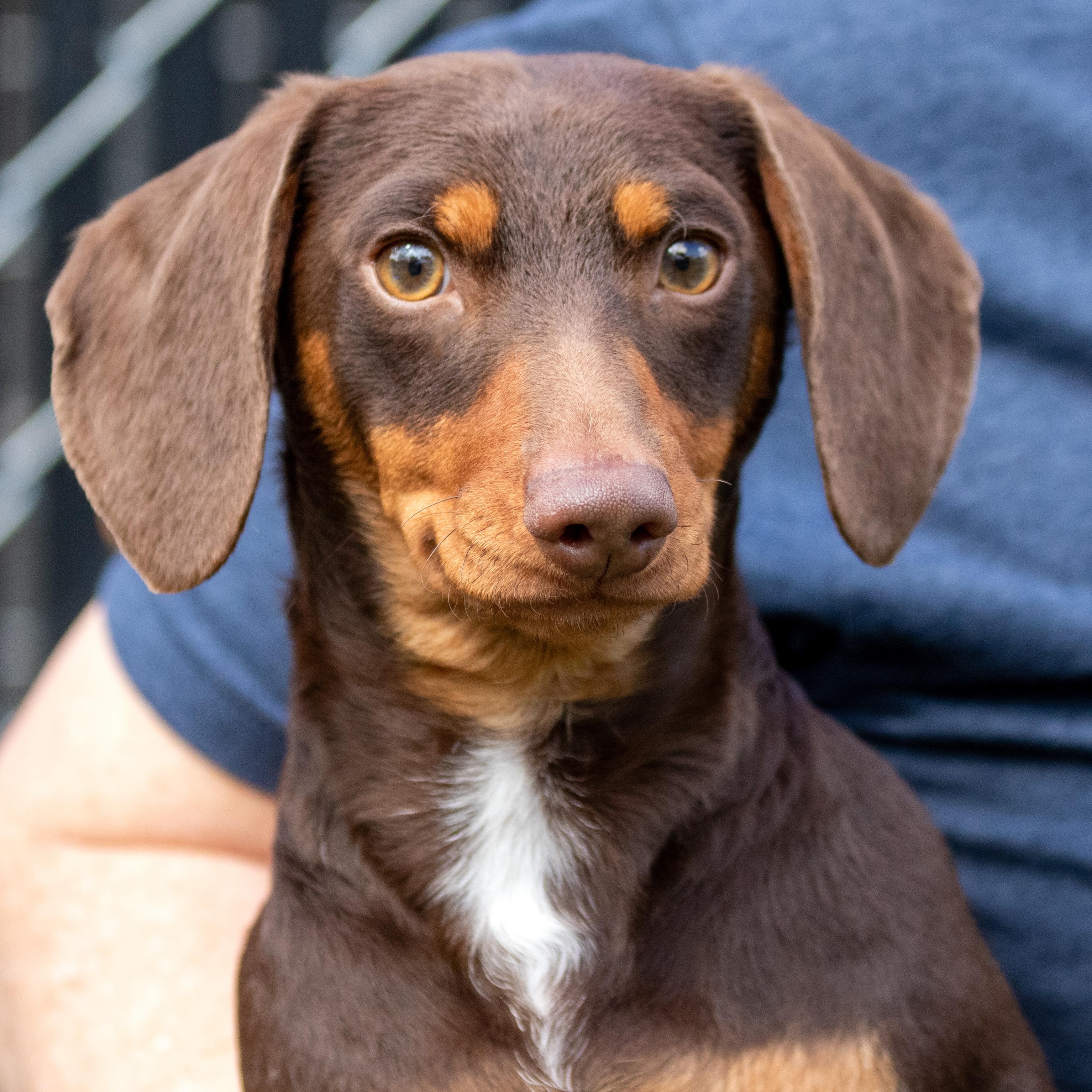 Duke