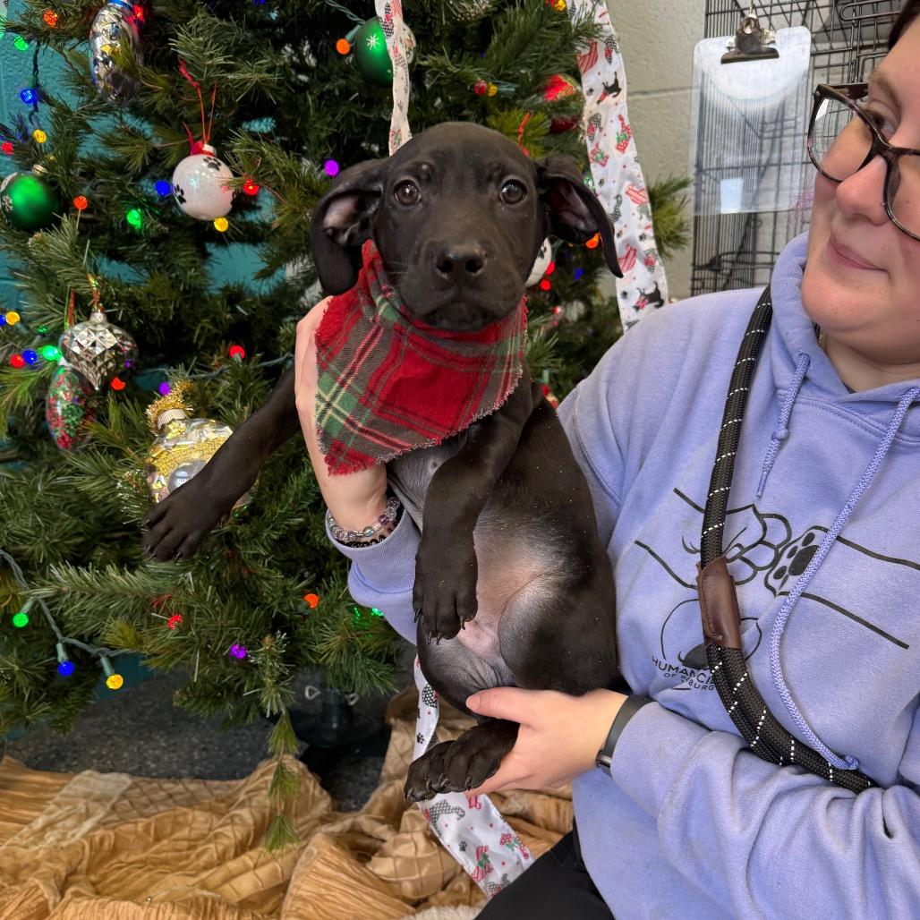 Pancake, Adoptable, Puppy Male Pit Bull Terrier.