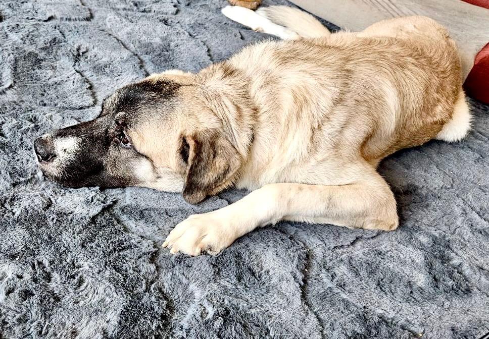 Enlarge Barkley, a Adoptable Anatolian Shepherd in merrillville, IN image 2/4