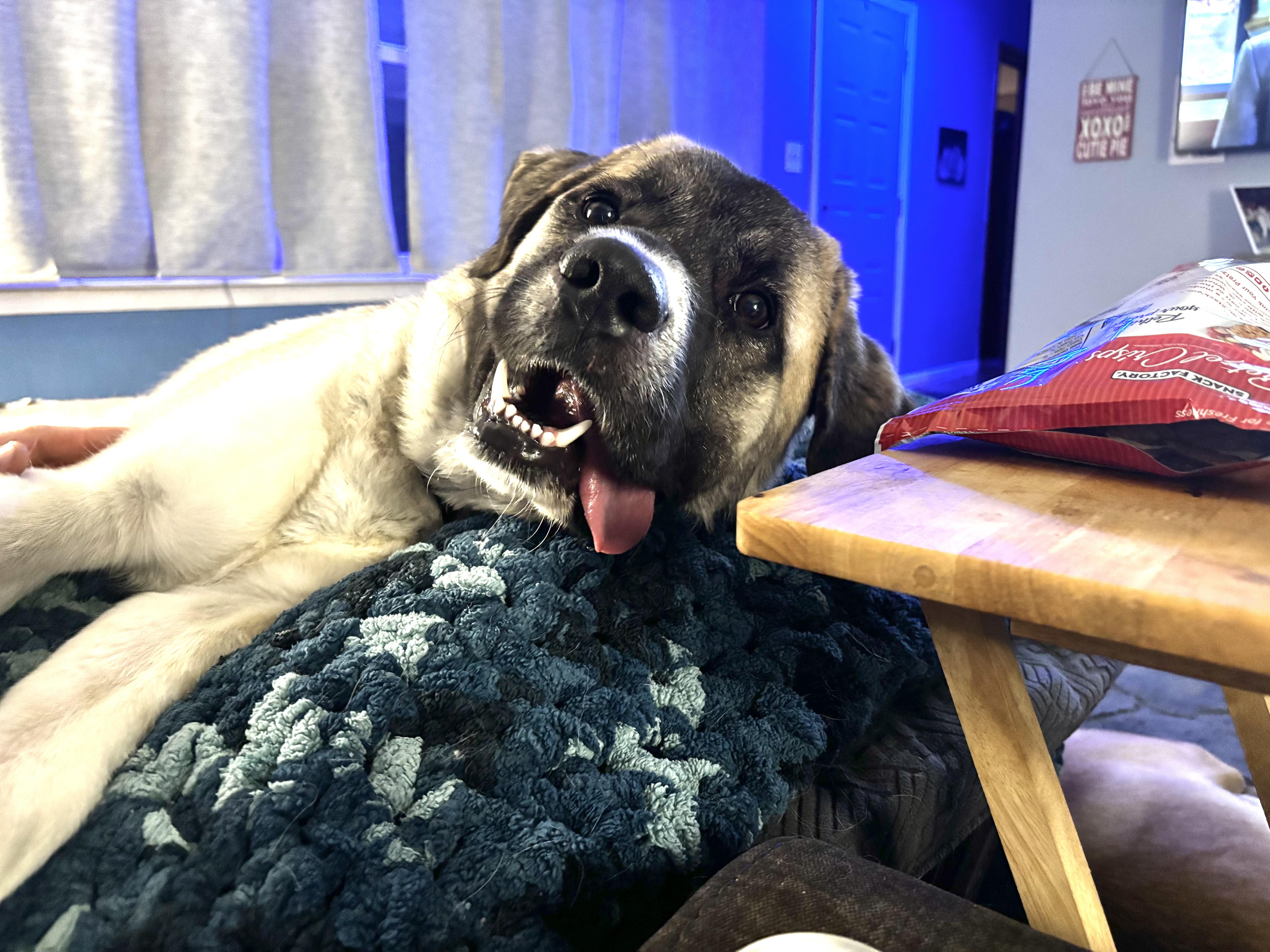 Enlarge Barkley, a Adoptable Anatolian Shepherd in merrillville, IN image 3/4