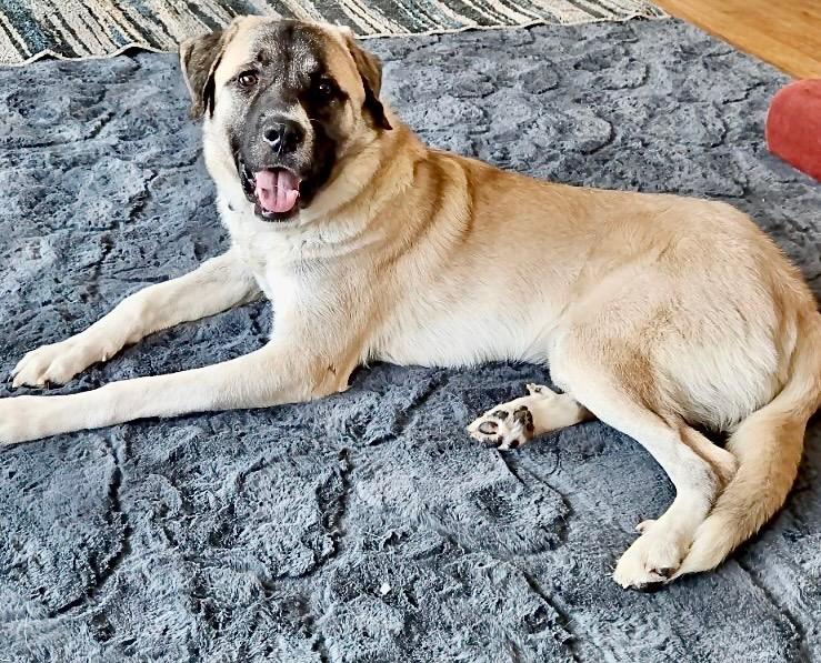 Enlarge Barkley, a Adoptable Anatolian Shepherd in merrillville, IN image 4/4