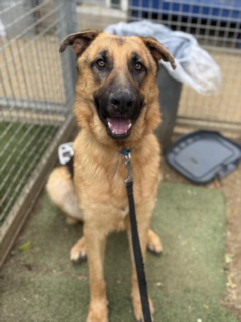 Enlarge KAZOO, a Adoptable German Shepherd Dog in Van Nuys, CA image 1/1