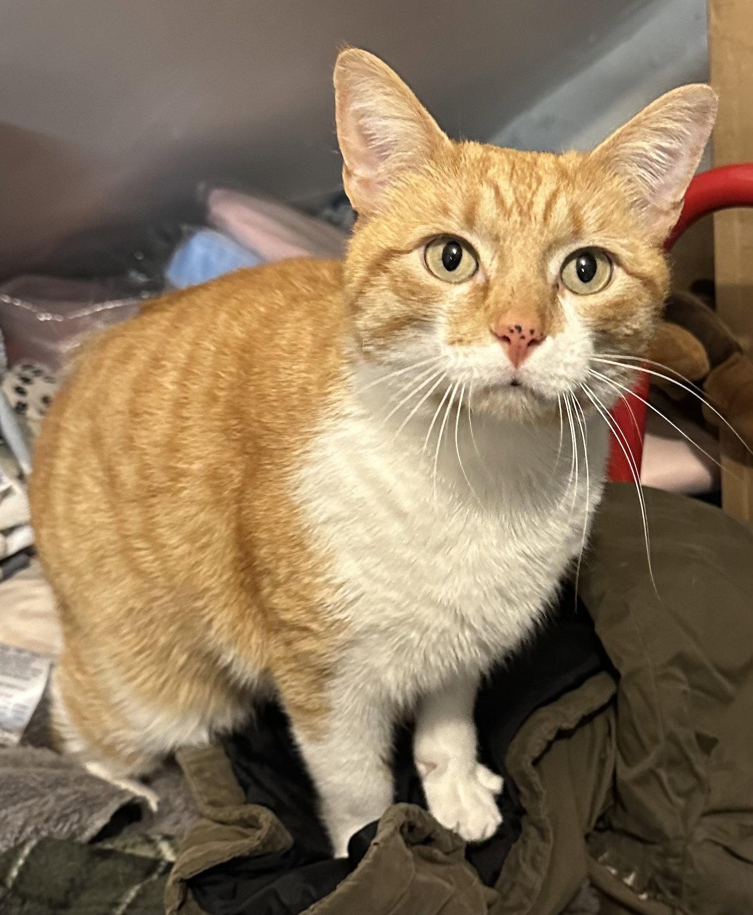 Enlarge Freckles, a Adoptable Domestic Short Hair in Newtown Square, PA image 1/1