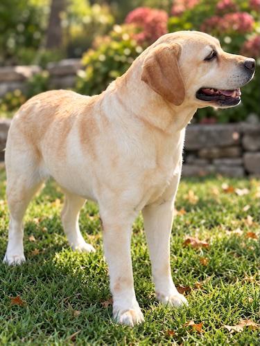 Enlarge Mara 2, a Adoptable Yellow Labrador Retriever in Killingworth, CT image 3/4