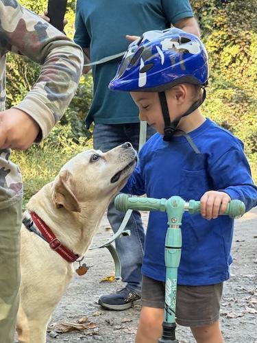 Enlarge Mara 2, a Adoptable Yellow Labrador Retriever in Killingworth, CT image 5/6