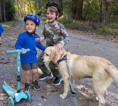 Enlarge Mara 2, a Adoptable Yellow Labrador Retriever in Killingworth, CT image 4/6