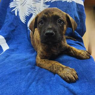 NY Summit Avail Jun 13 (Choice Pet Carmel), Adoptable, Puppy Male Labrador Retriever & Pit Bull Terrier.