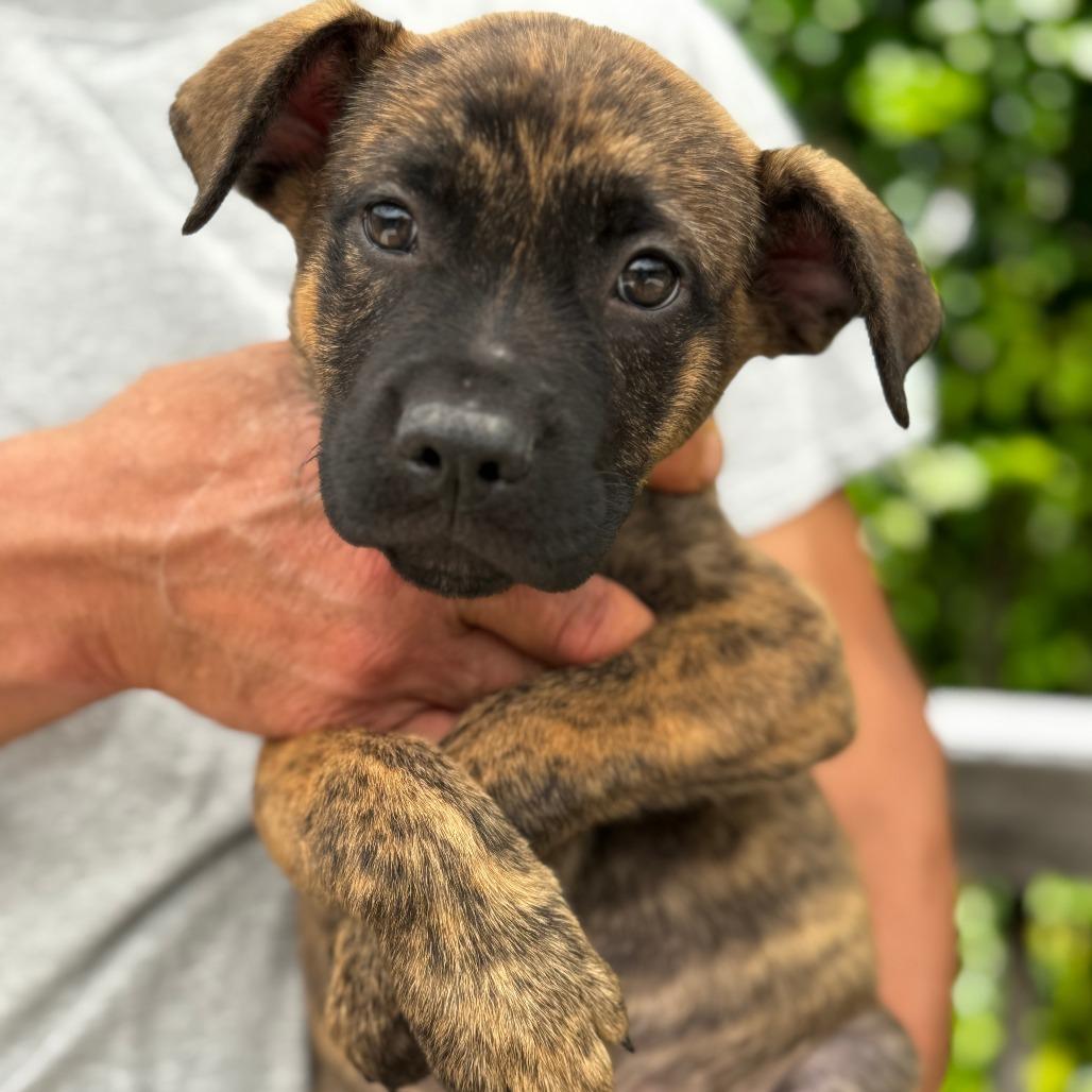 NY Summit Avail Jun 13 (Choice Pet Carmel), a Adoptable mixed breed in Stormville, NY image 2/2