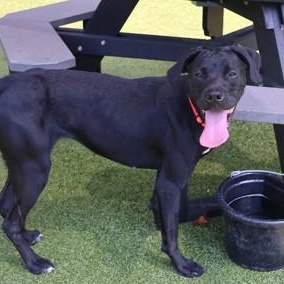 Enlarge Harley, a Adoptable mixed breed in Danbury, CT image 3/3