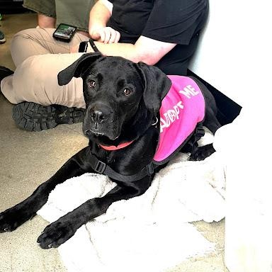 Enlarge Harley, a Adoptable mixed breed in Danbury, CT image 2/3