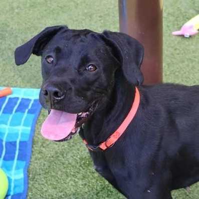 Harley, Adoptable, Young Female Labrador Retriever.