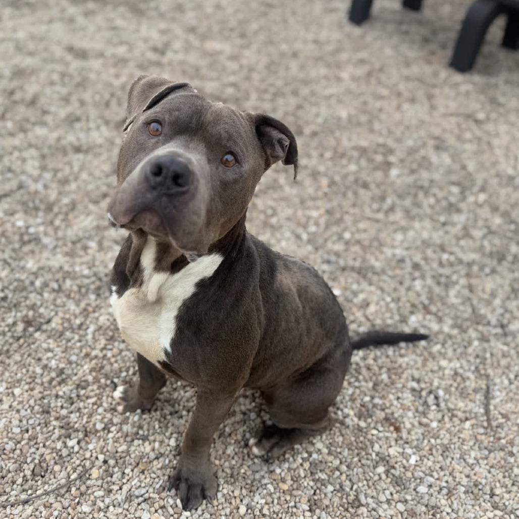 Rocco, Adoptable, Senior Male Pit Bull Terrier.