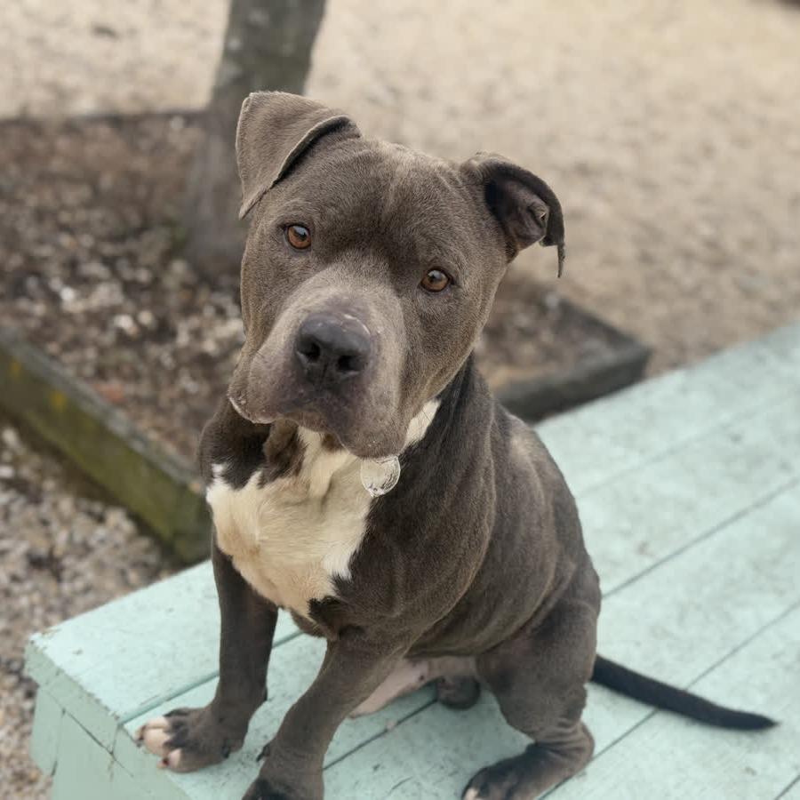Enlarge Rocco, a Adoptable Pit Bull Terrier in Ridgely, MD image 2/6