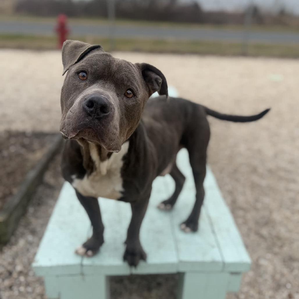 Enlarge Rocco, a Adoptable Pit Bull Terrier in Ridgely, MD image 3/6