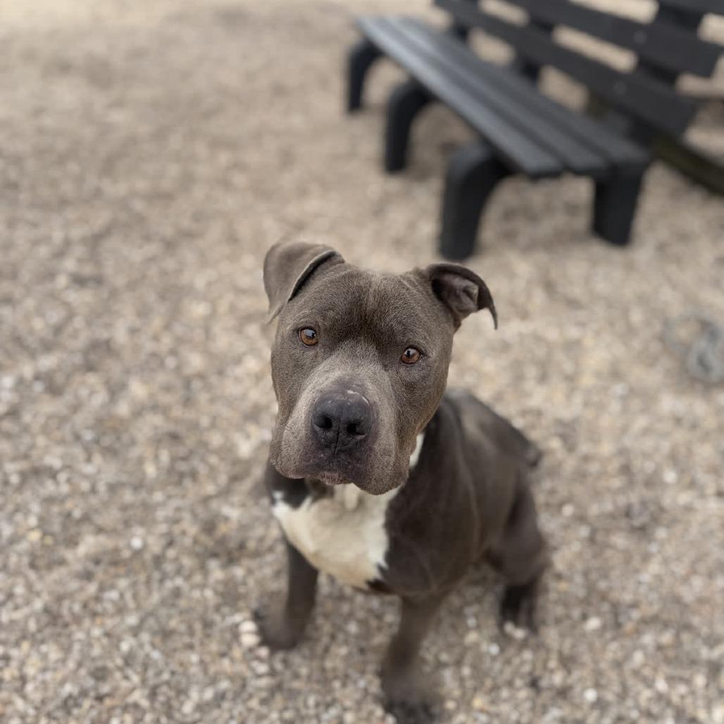 Enlarge Rocco, a Adoptable Pit Bull Terrier in Ridgely, MD image 4/6