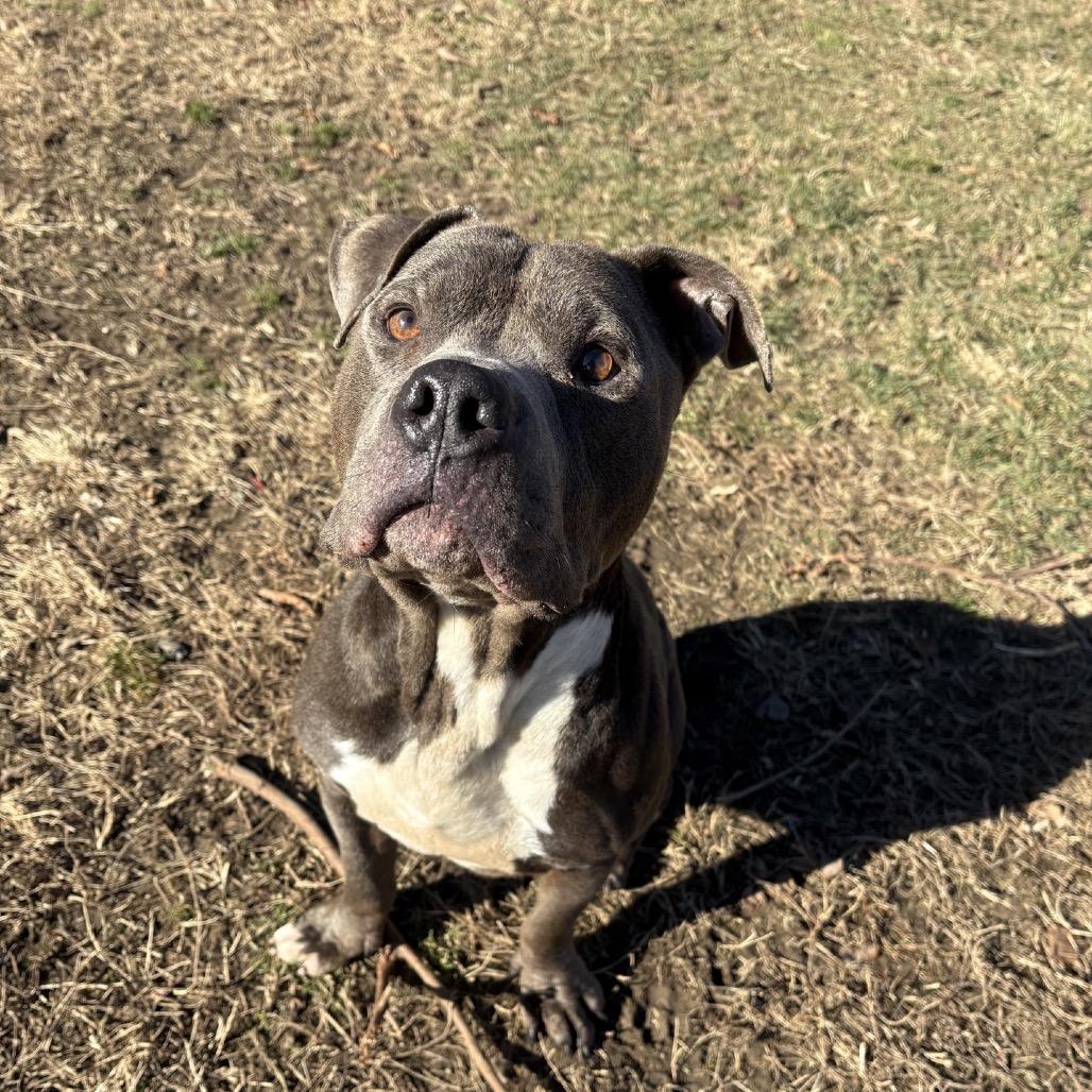 Enlarge Rocco, a Adoptable Pit Bull Terrier in Ridgely, MD image 3/6