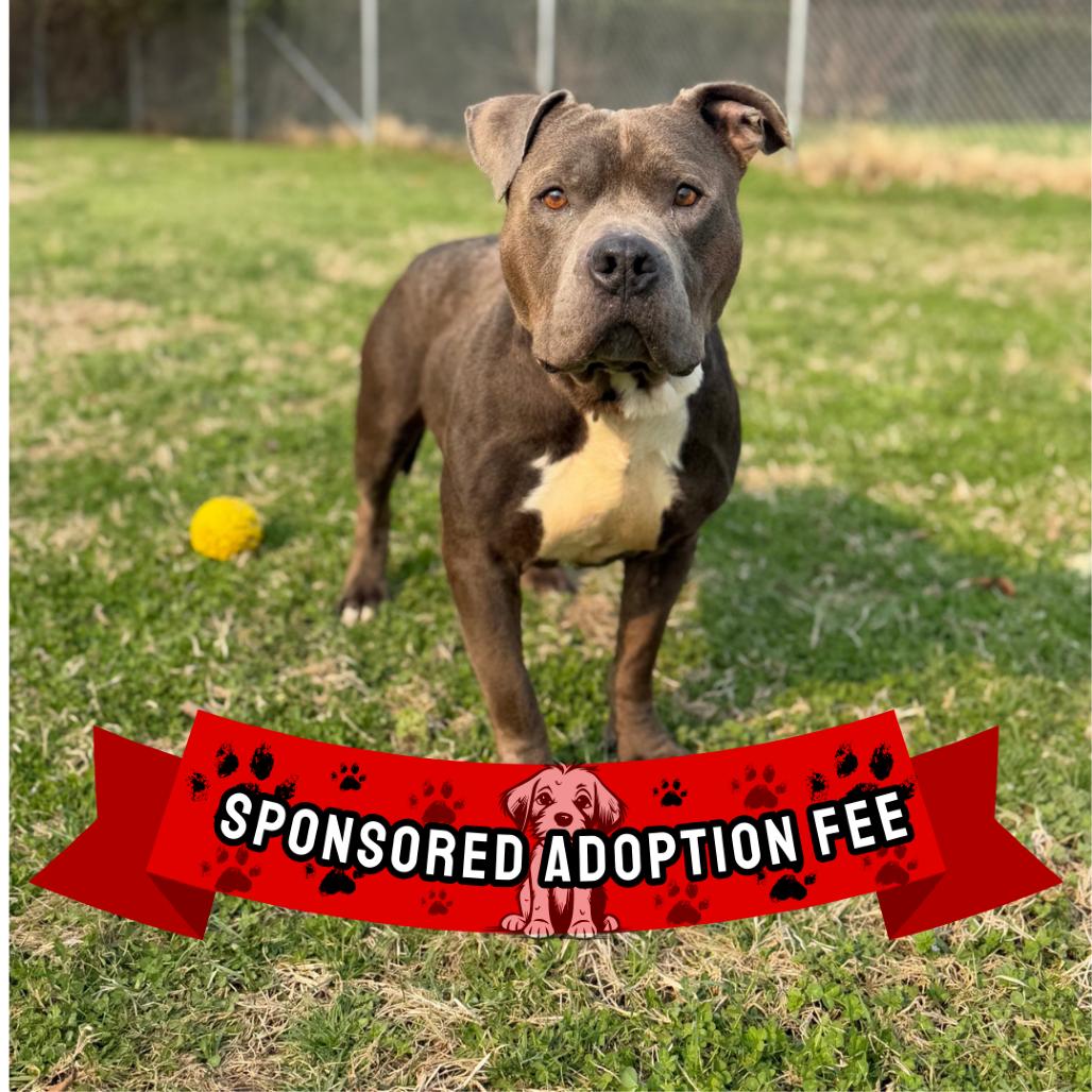Enlarge Rocco, a Adoptable Pit Bull Terrier in Ridgely, MD image 5/6