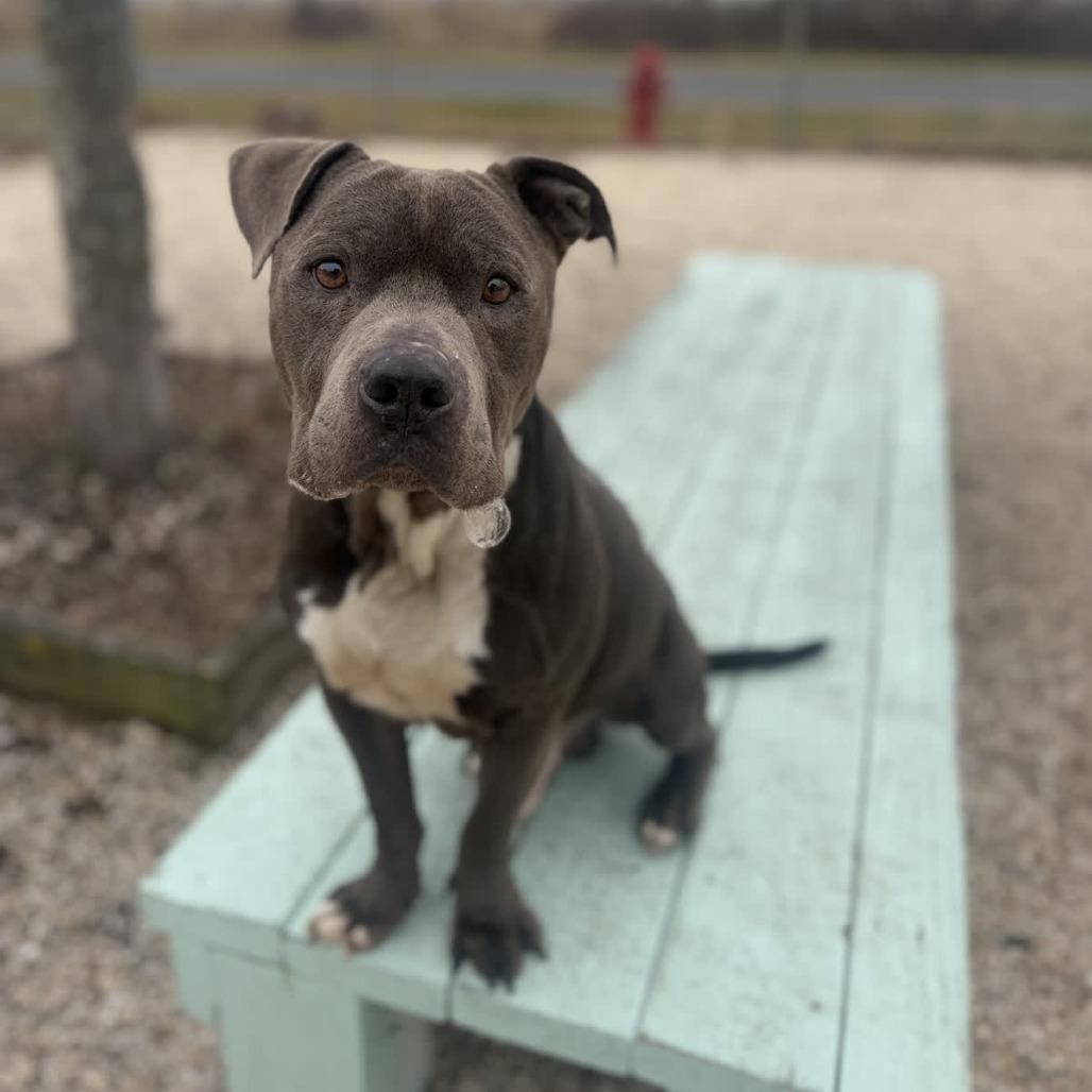 Enlarge Rocco, a Adoptable Pit Bull Terrier in Ridgely, MD image 4/6