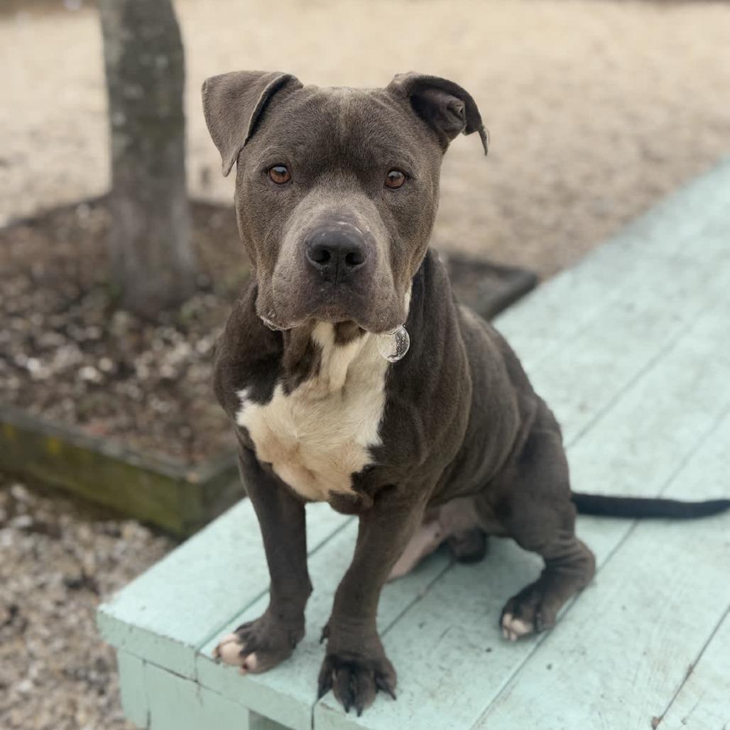Enlarge Rocco, a Adoptable Pit Bull Terrier in Ridgely, MD image 5/6