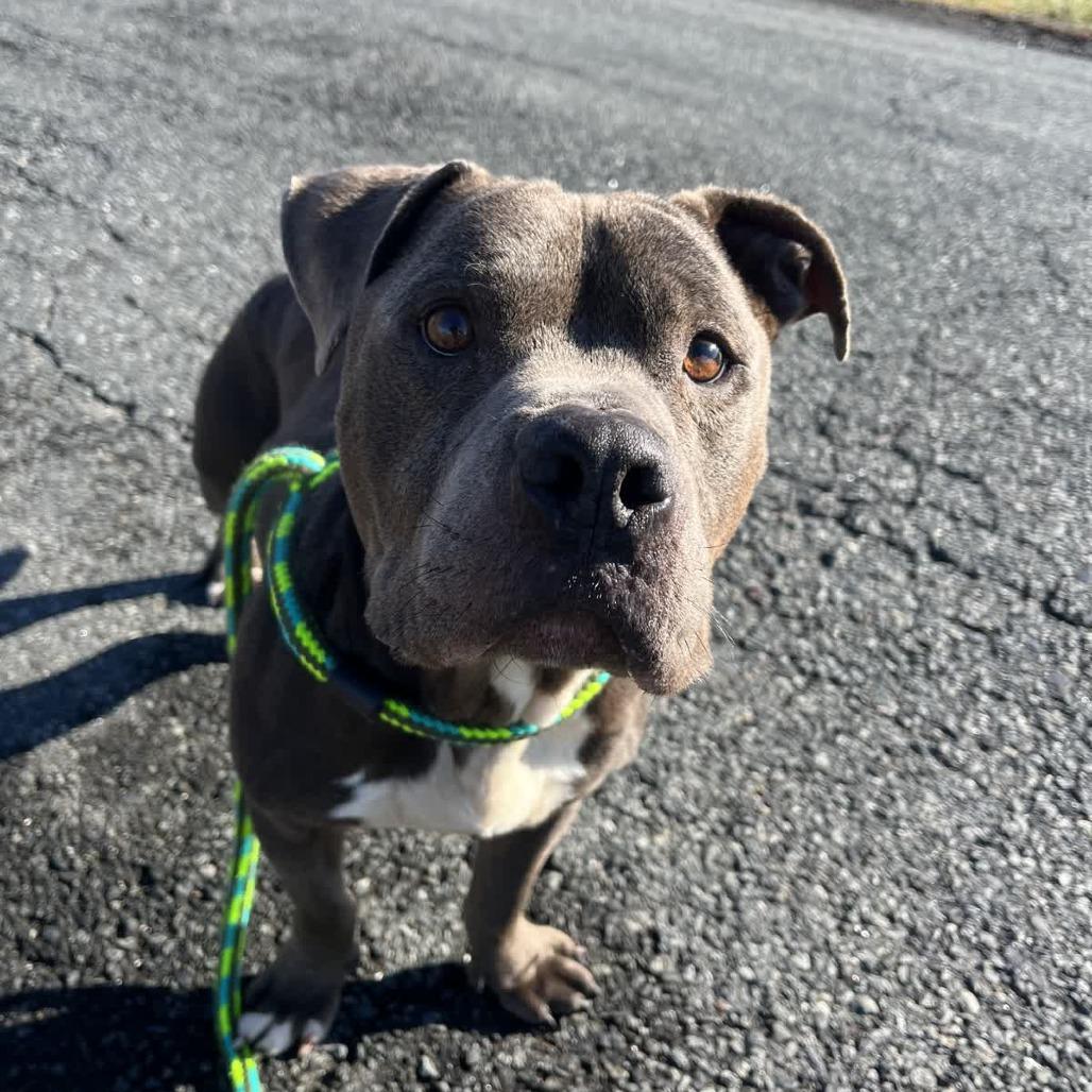 Enlarge Rocco, a Adoptable Pit Bull Terrier in Ridgely, MD image 4/6