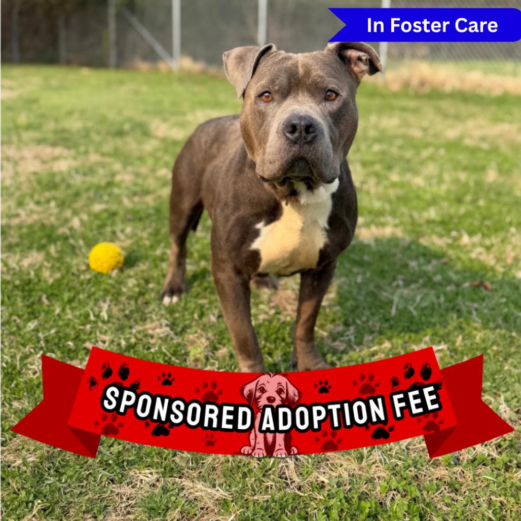 Enlarge Rocco, a Adoptable Pit Bull Terrier in Ridgely, MD image 6/6