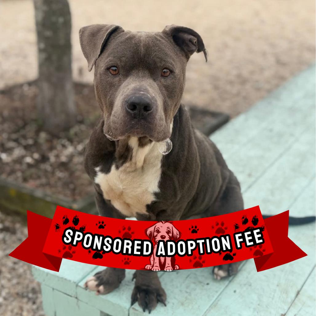 Enlarge Rocco, a Adoptable Pit Bull Terrier in Ridgely, MD image 5/6