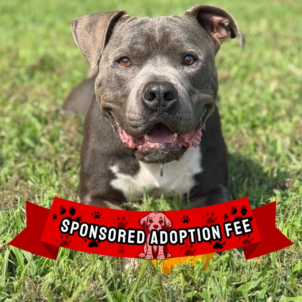 Enlarge Rocco, a Adoptable Pit Bull Terrier in Ridgely, MD image 6/6