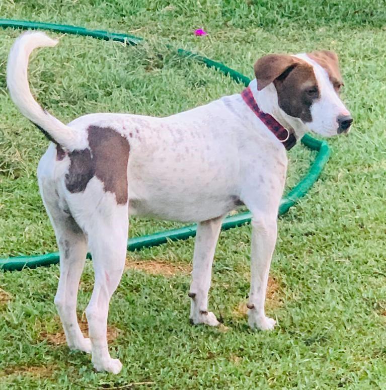 Rodolfo , ADOPTABLE, Adult Male Bull Terrier.