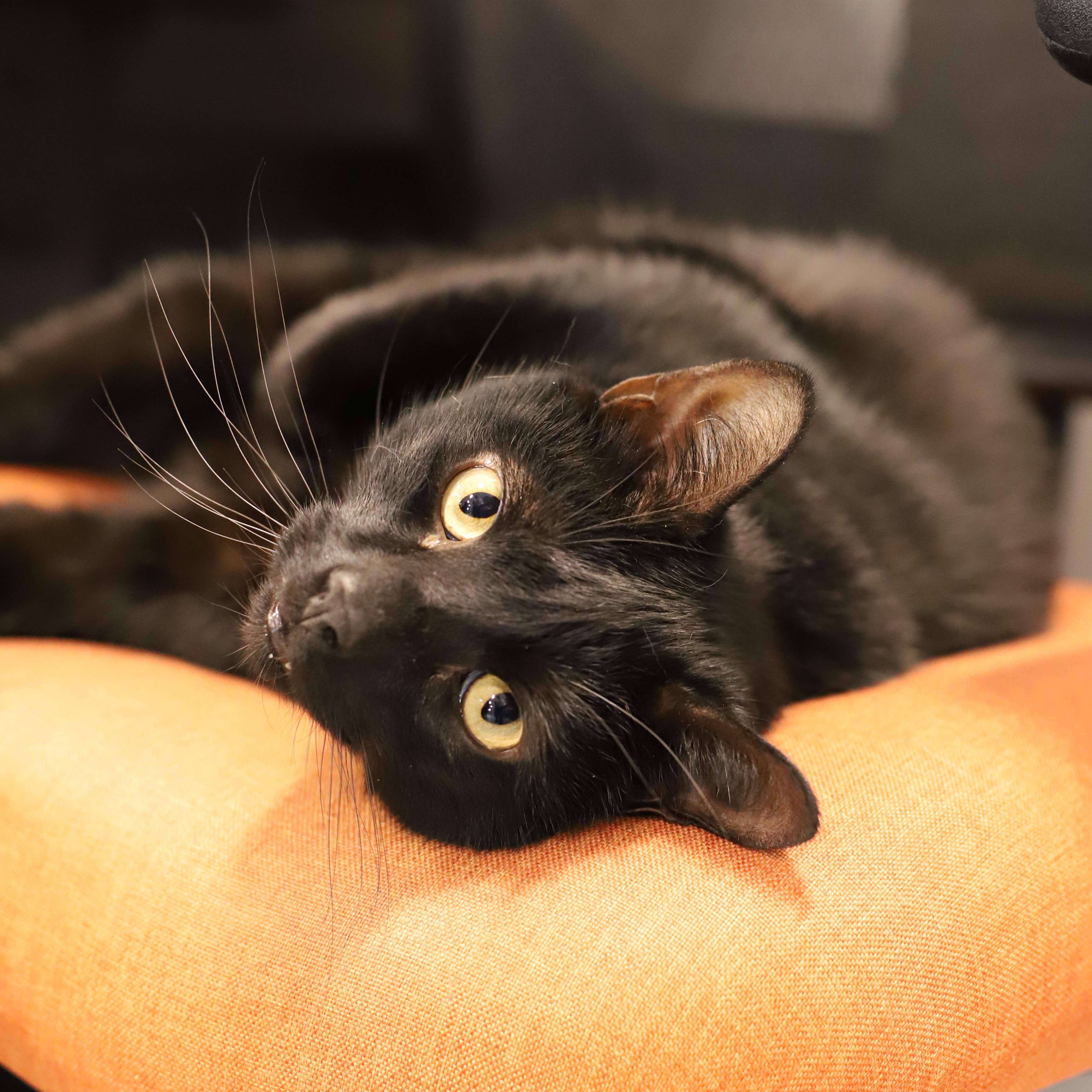 Enlarge Spookster, a Adoptable Domestic Short Hair in Endicott, NY image 2/4