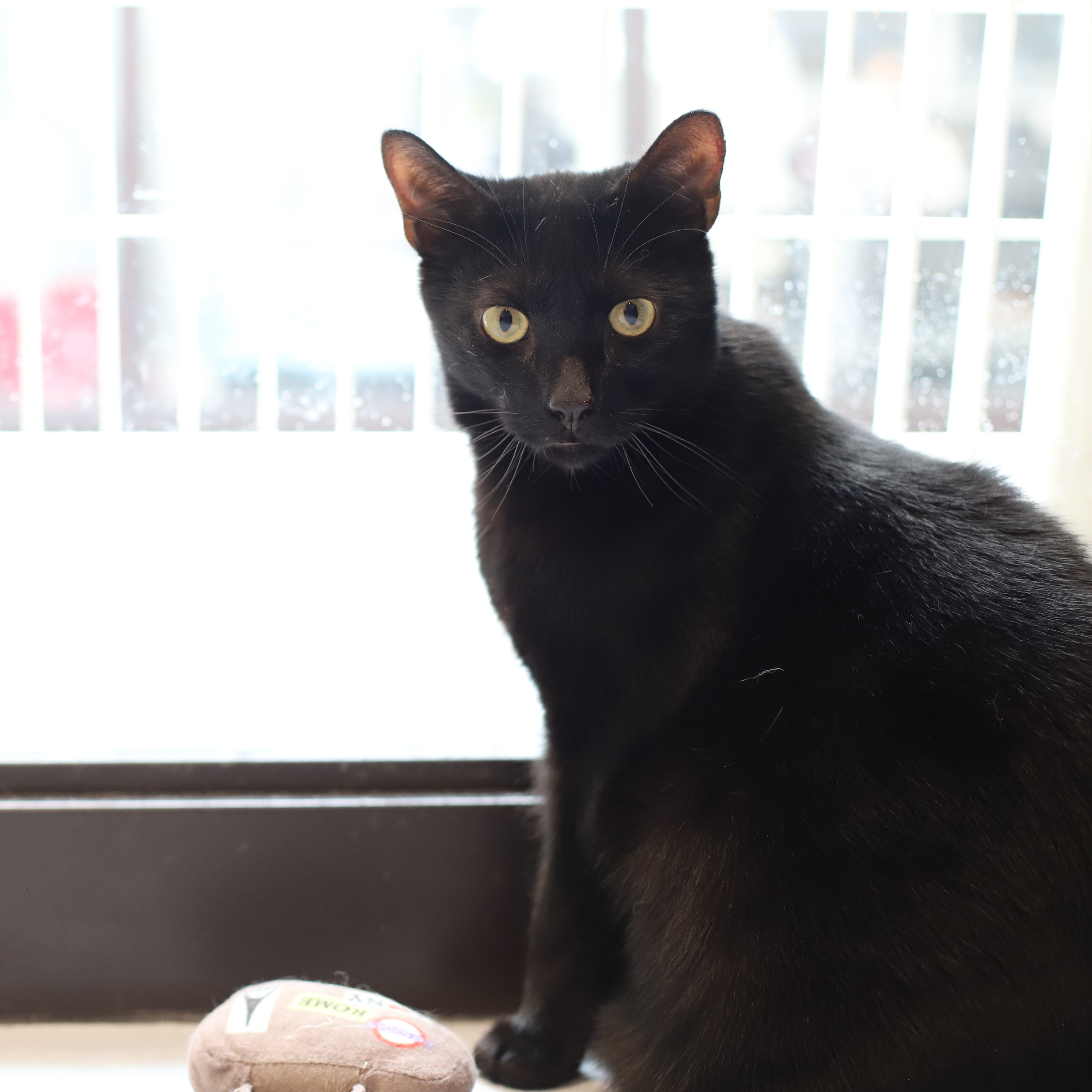 Enlarge Spookster, a Adoptable Domestic Short Hair in Endicott, NY image 4/4