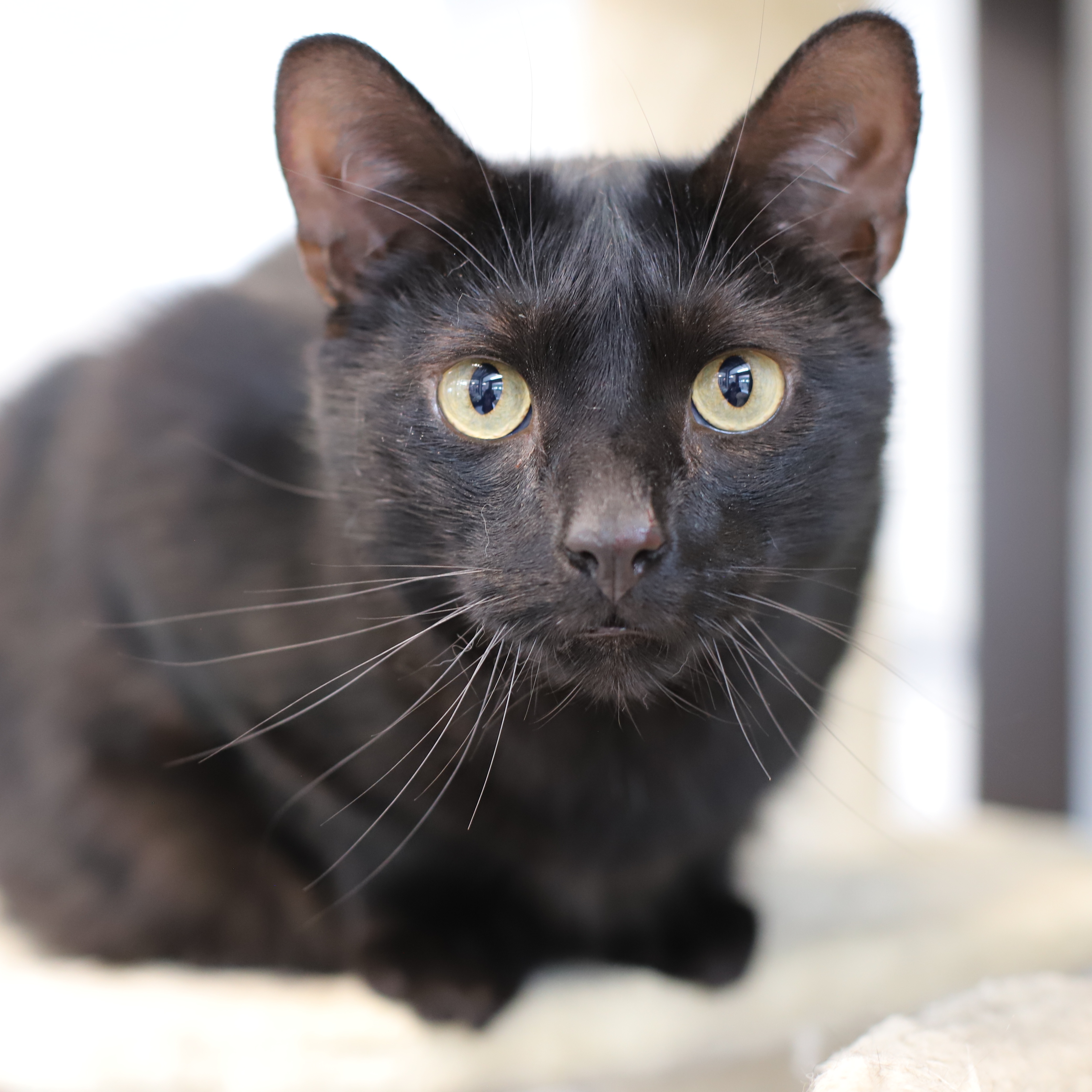 Spookster, Adoptable, Adult Male Domestic Short Hair.