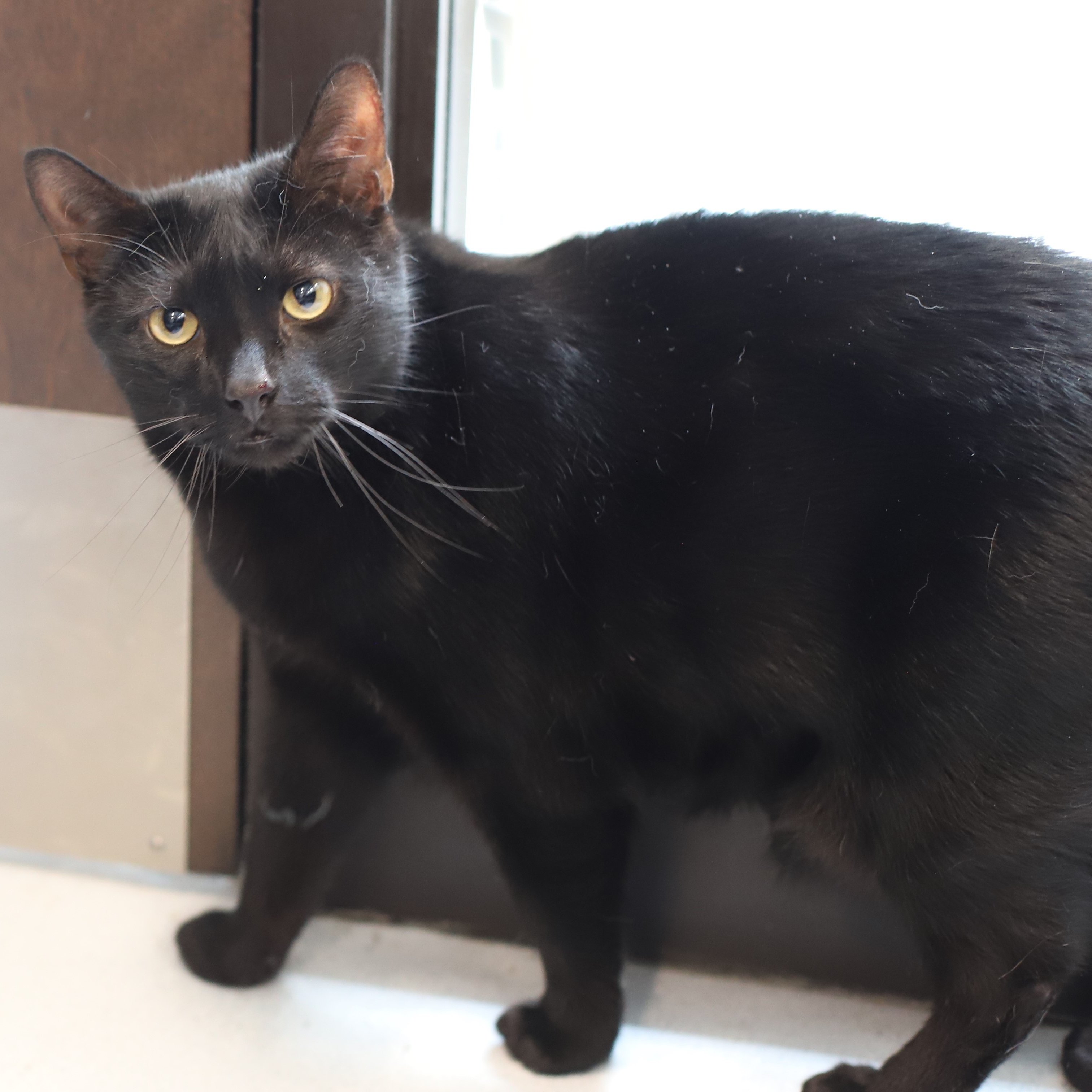 Enlarge Spookster, a Adoptable Domestic Short Hair in Endicott, NY image 3/4