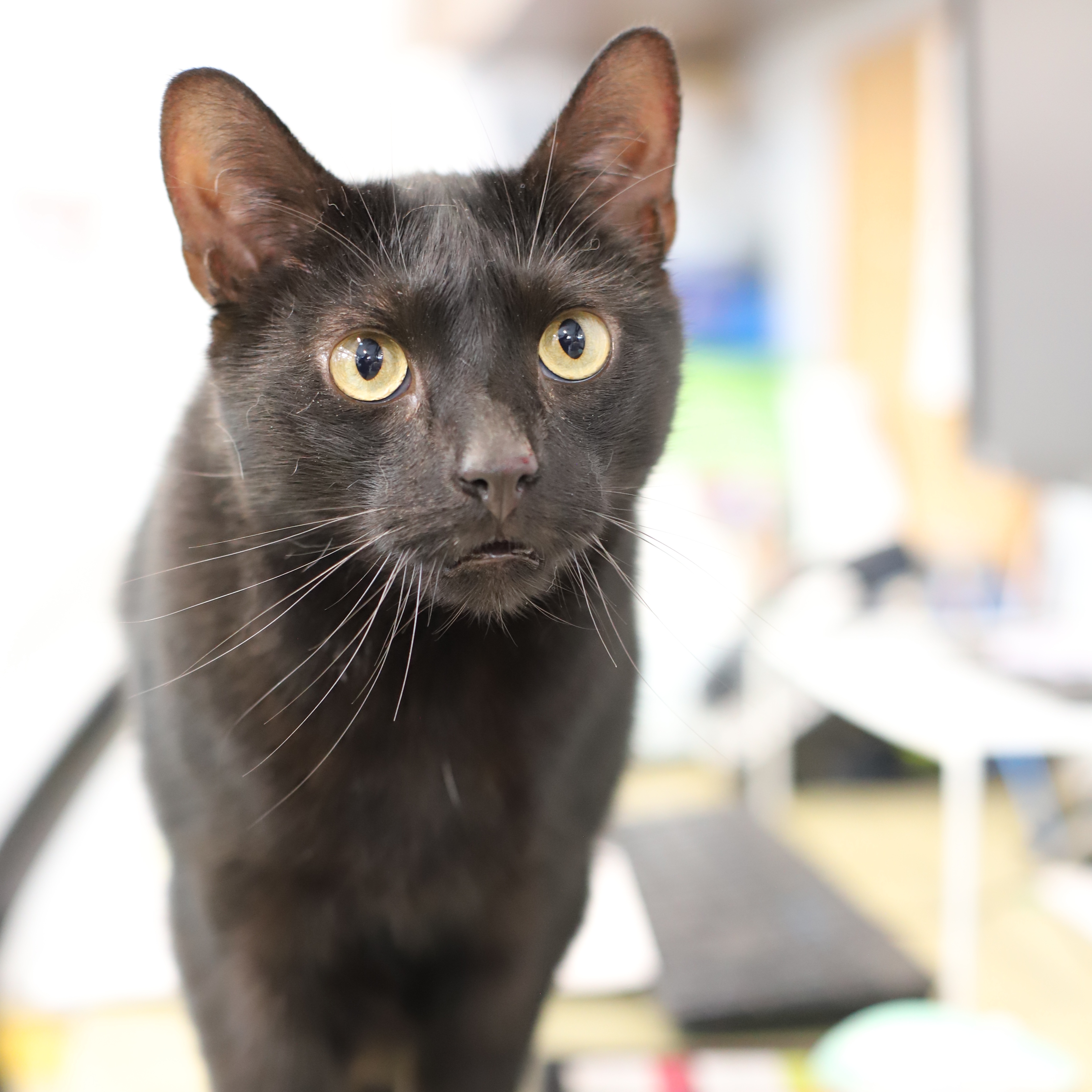 Enlarge Spookster, a Adoptable Domestic Short Hair in Endicott, NY image 2/4