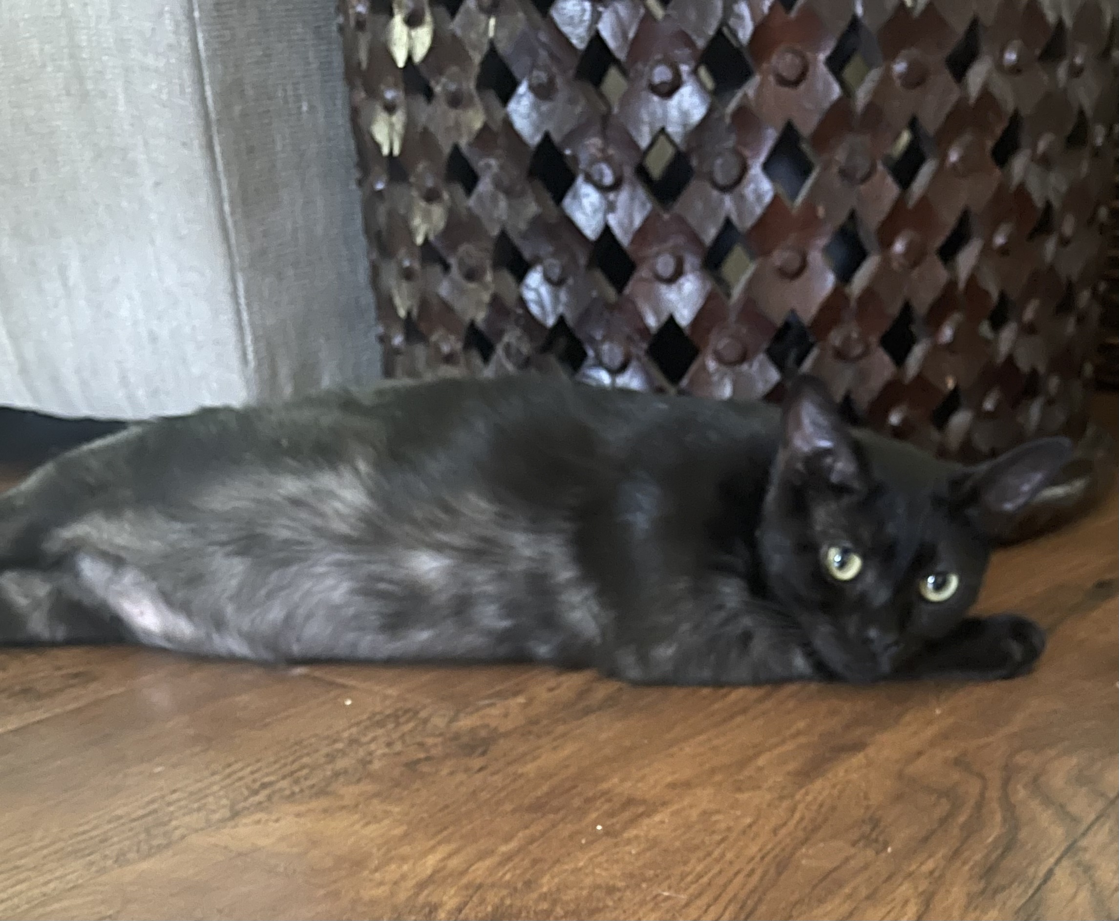 Priscilla, a Adoptable Bombay in Santa Monica, CA image 6/6