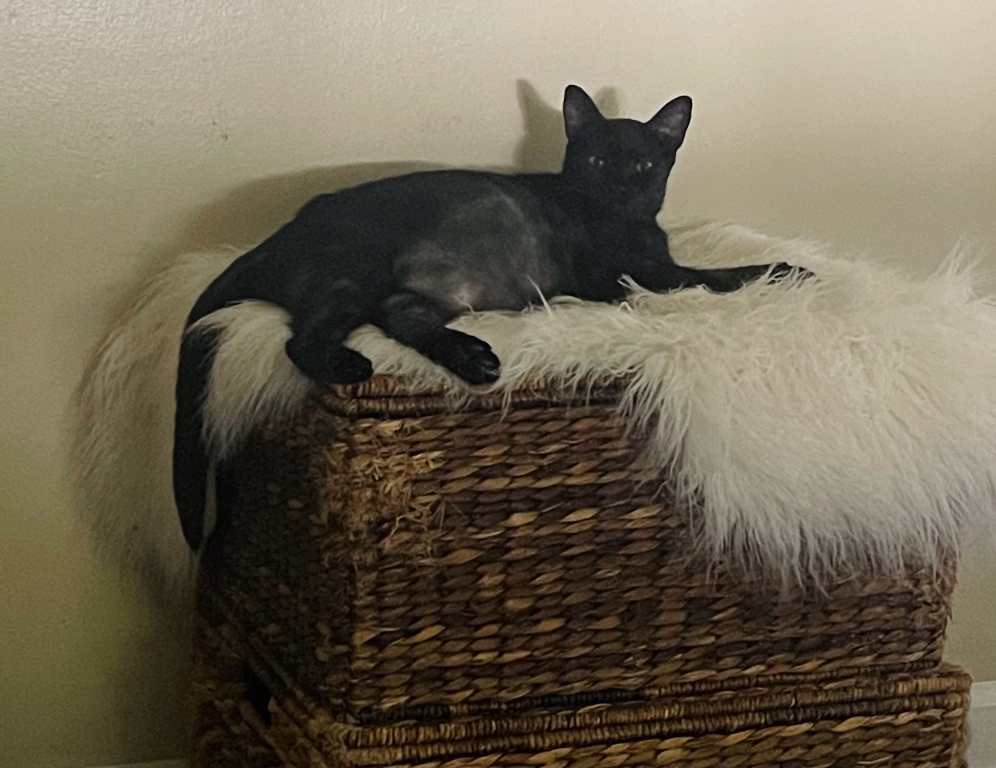 Priscilla, a Adoptable Bombay in Santa Monica, CA image 5/6