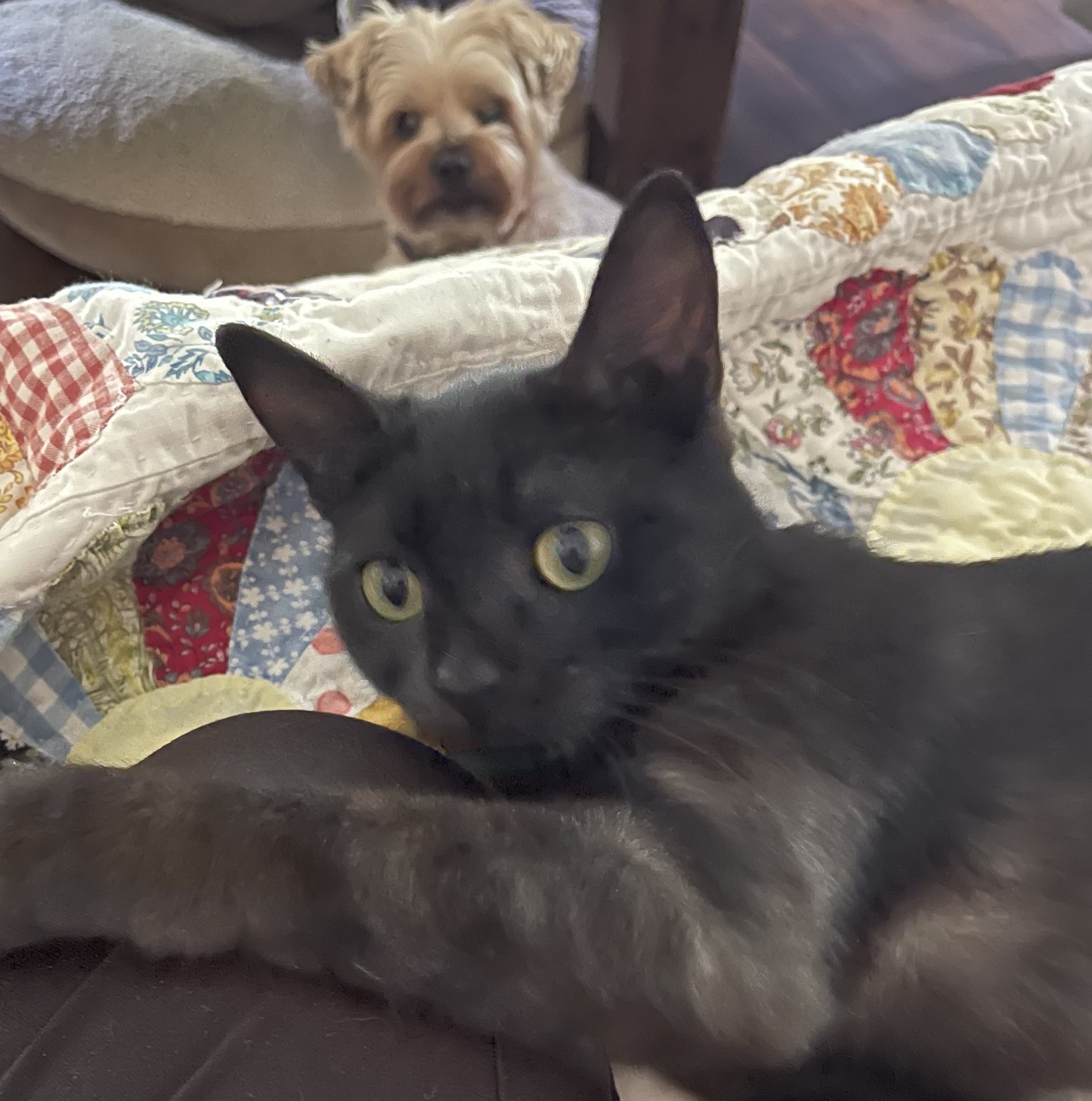 Priscilla, a Adoptable Bombay in Santa Monica, CA image 4/6