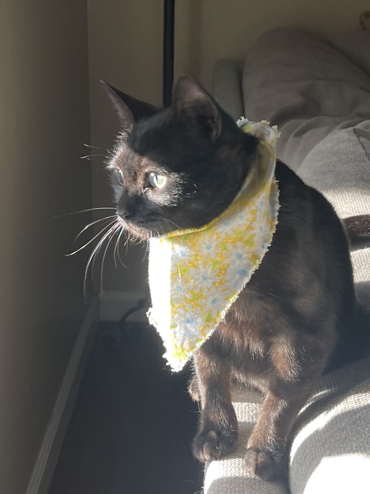 Priscilla, a Adoptable Bombay in Santa Monica, CA image 2/6