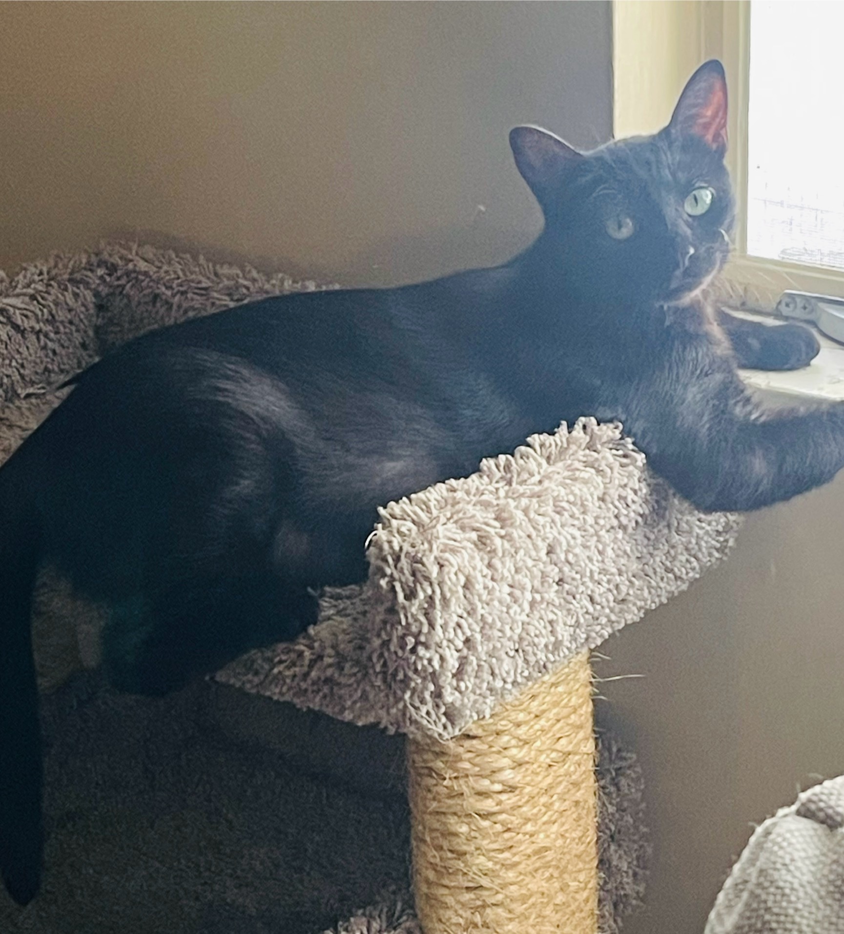 Priscilla, a Adoptable Bombay in Santa Monica, CA image 1/6