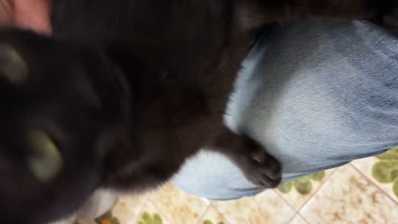 Enlarge Priscilla, a Adoptable Bombay in Santa Monica, CA video 3/6