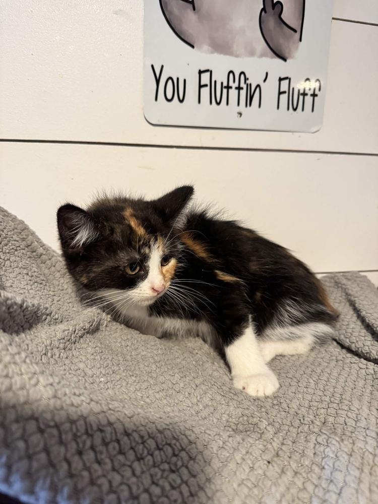 Skipper, Adoptable, Kitten Female Domestic Short Hair.