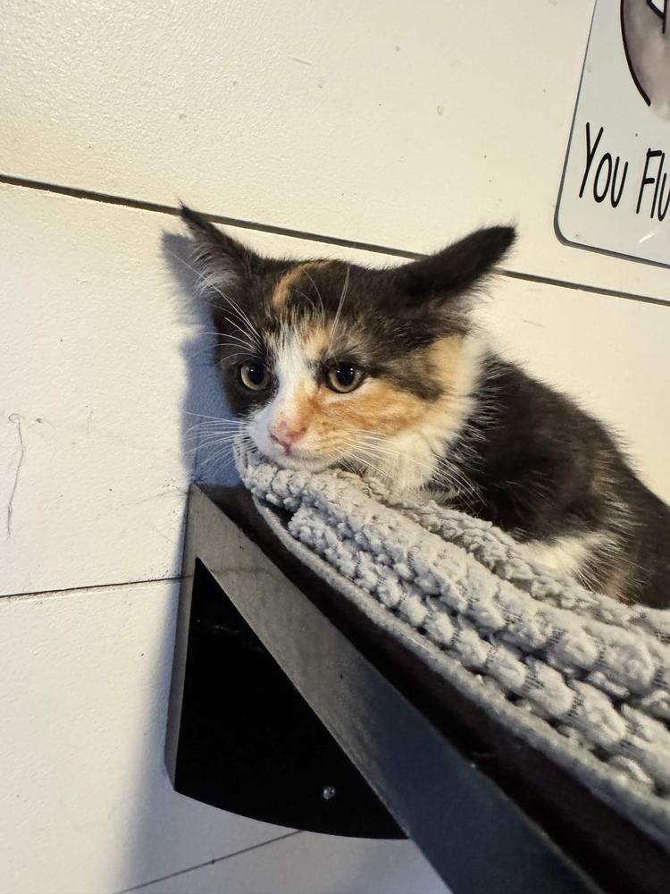 Skipper, a Adoptable Domestic Short Hair in Grand Rapids, MI image 2/3