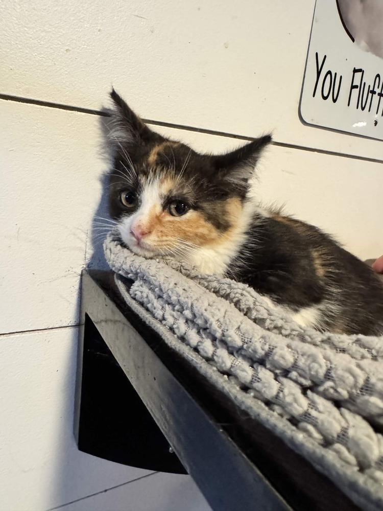Skipper, a Adoptable Domestic Short Hair in Grand Rapids, MI image 3/3