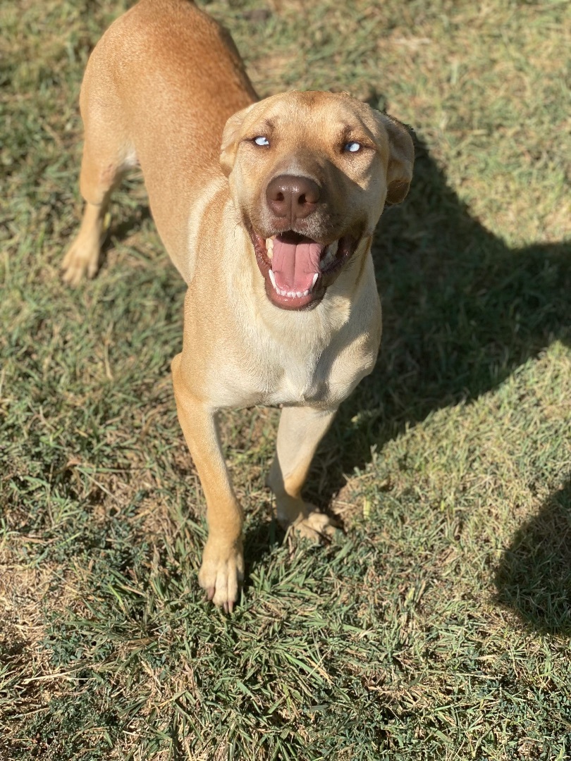Fawn, a Adoptable mixed breed in Dallas, TX image 1/12