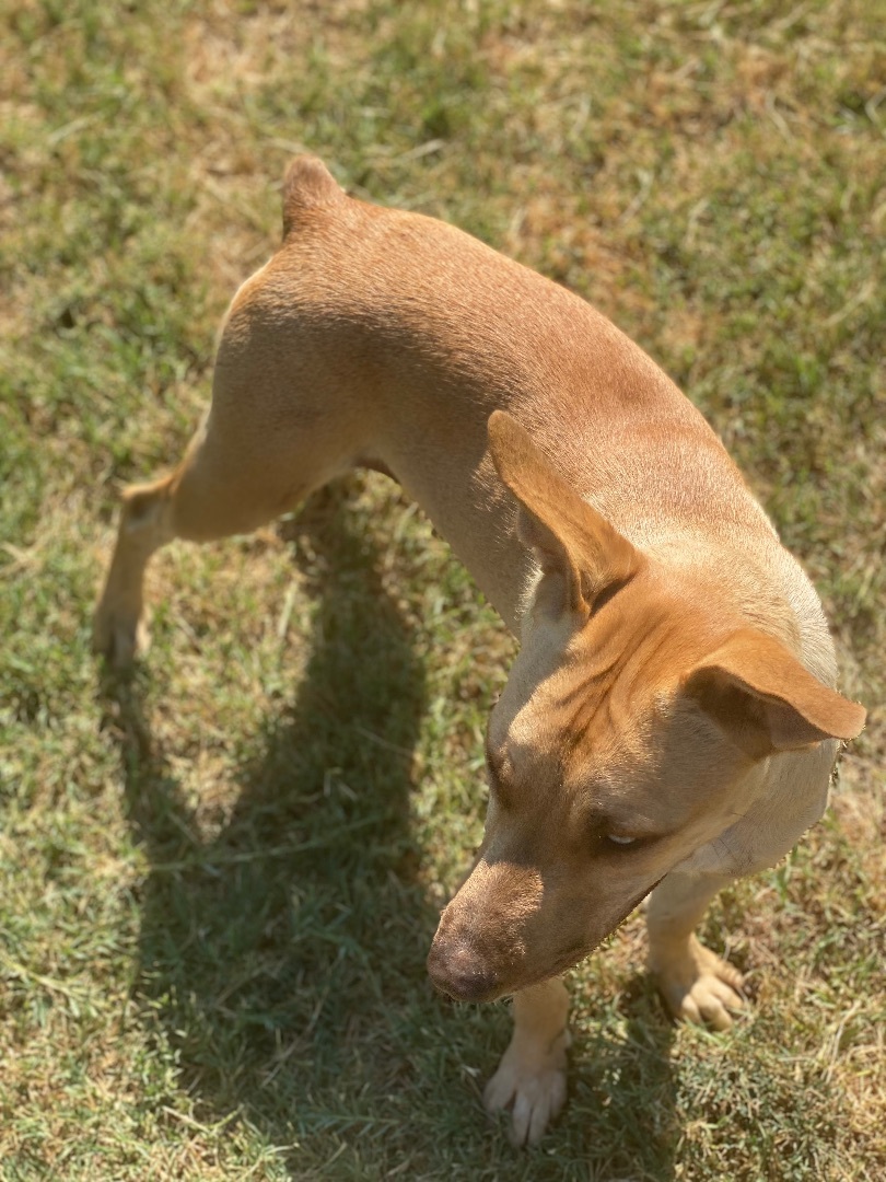 Fawn, a Adoptable mixed breed in Dallas, TX image 2/12