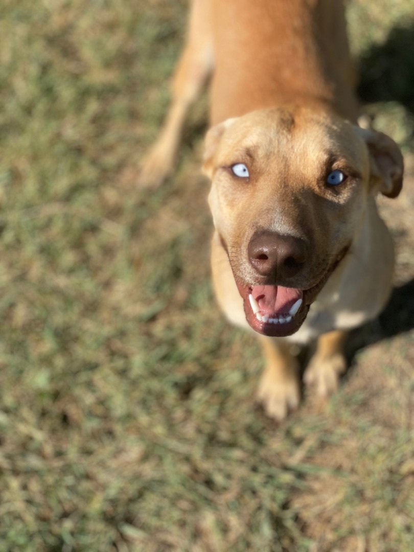 Fawn, a Adoptable mixed breed in Dallas, TX image 3/12