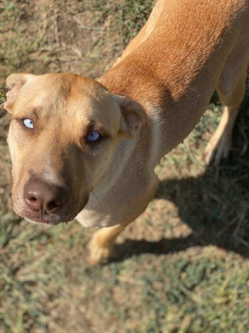 Fawn, a Adoptable mixed breed in Dallas, TX image 4/12
