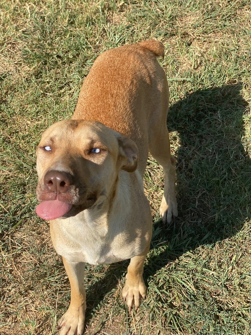 Fawn, a Adoptable mixed breed in Dallas, TX image 5/12