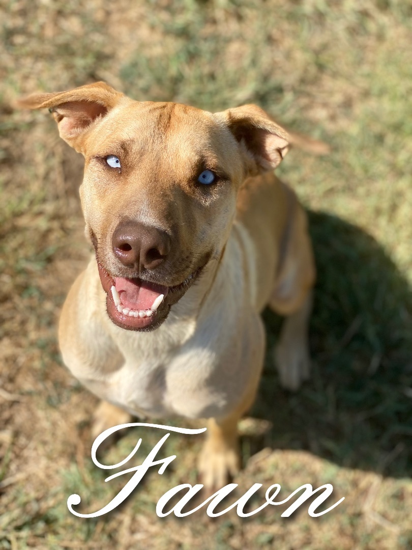 Fawn, a Adoptable mixed breed in Dallas, TX image 6/12
